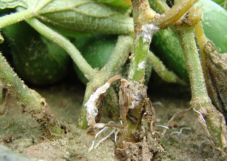 Southern blight can develop on cucumbers in high tunnel production.