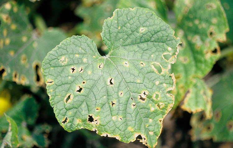 Leaf spot diseases (such as Anthracnose) can develop on cucumbers in high tunnel production.