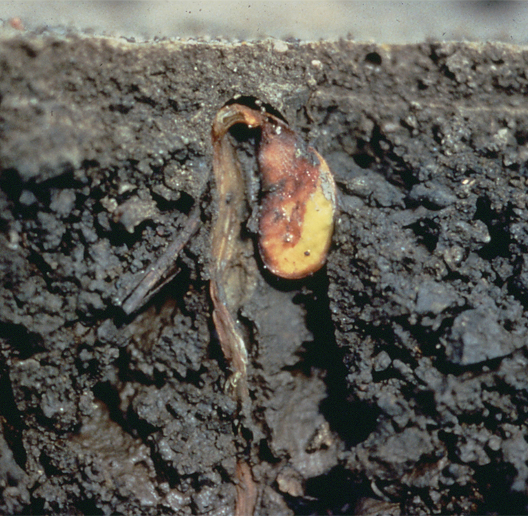 Figura 2. La pudrición temprana pre-emergencia provoca la descomposición de la semilla en el suelo o las semillas germinadas no emergen. Obsérvese el deterioro de la radícula (flecha). 