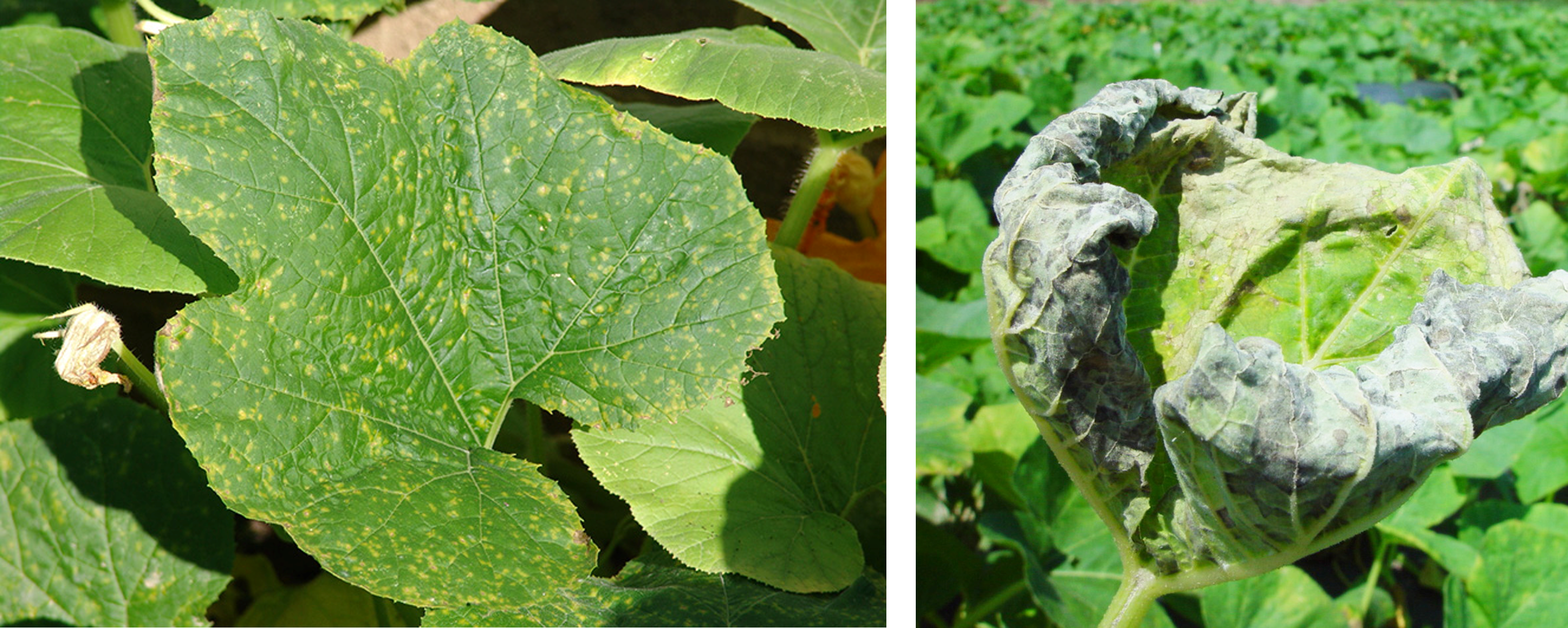 Downy mildew, a common disease in summer squash, can advance quickly from tiny lesions (left) to severe damage (right) under disease-favorable environmental conditions. 